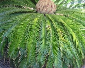 Not For Sale. Just plan wild.