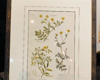 18th Century Hand Colored Botanicals