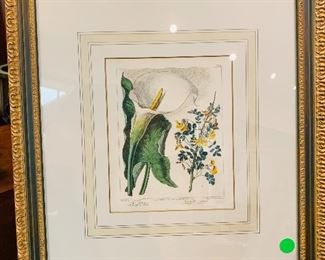 19th Century Hand Colored Botanical Plate