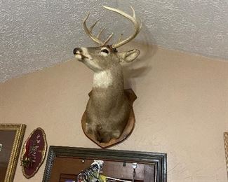 Check out that beautiful buck!! 