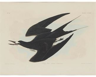 3054
After John James Audubon
1785-1851, French/American
"Sooty Tern," Plate CCXXXV From "Birds Of America," By Robert Havell, Circa 1834
Engraving and aquatint on wove paper, watermark J Whatman Turkey Mill 1834
From the edition of approximately 200
With the names of Audubon and Havell, as well as the title and plate number, engraved in the plate
Plate: 12.25" H x 19.5" W; Sheet: 25.625" H x 37.5" W
Estimate: $1,000 - $2,000