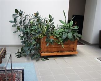 Many live plants - some quite large!