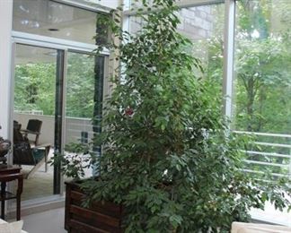 Large live plant in rolling industrial style planter