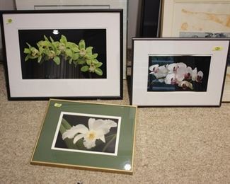 Paul Donohoe & other orchid photos