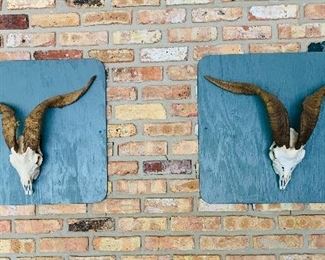 Rams' horns