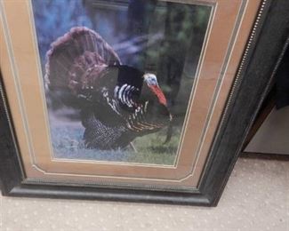 Strutt Your Stuff Turkey!