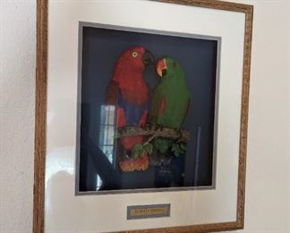 Eclectus Parrots by Fields