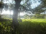 View from back porch of the lake