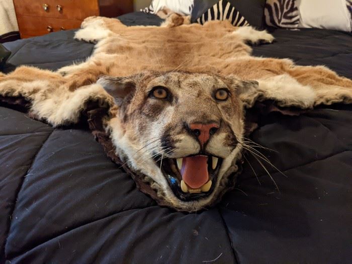 REAL COUGAR HEAD & PELT