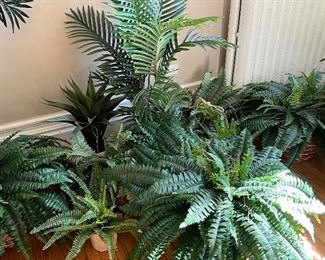 Gorgeous Fern Plants