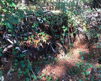 bunch of bikes under that brush