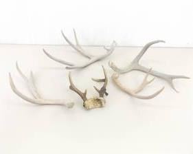 Lot of Misc Deer Antlers