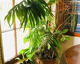 Large potted plant