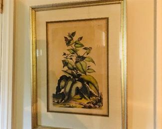 Framed botanical print