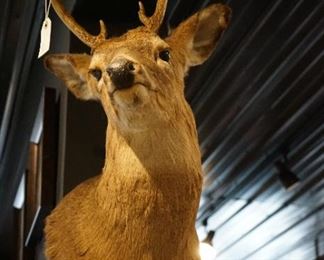 Deer Mount