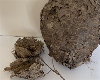 Large Paper Wasp or Black Hornets Nest with Another Small Nest