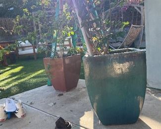 2 large clay outdoor pots - they currently have young bogenvaliass planted item is for sale with the plant - plants can be disposed of onc you leave the property