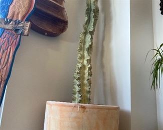 1 large cactus in clay pot 