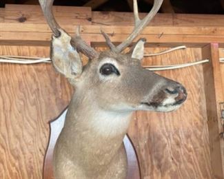 Deer 🦌 head
$75.00