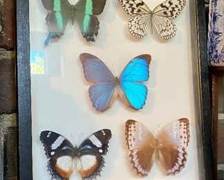 5 Butterfly Display in excellent condition.