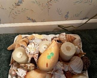 Shells galore 