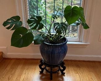 Potted indoor Split-leaf philodendron