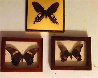 3 Framed Mounted Butterflies