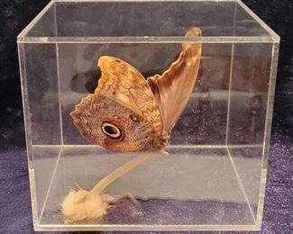 Large Mounted Owl Butterfly