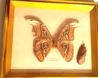 Mounted Atlas Moth