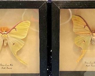 Preserved Luna Moth Pair