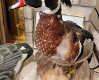 Here's lookin' at you, kid!