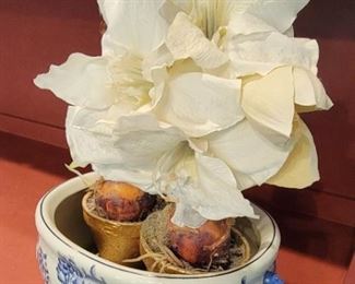 The kind of flower you can't kill!