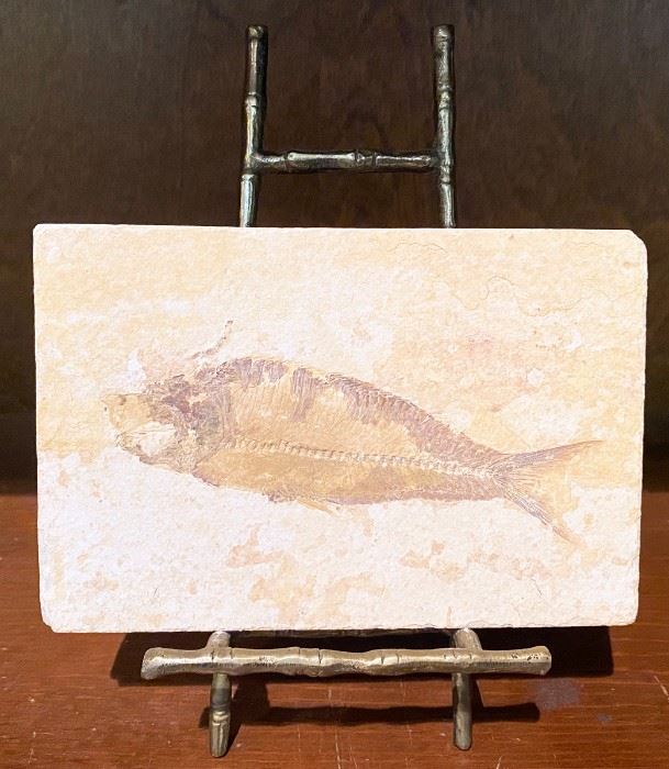 Knighitia Fossil Fish