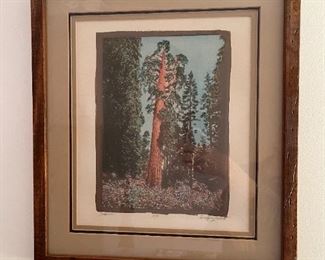 "Sequoia" by Geoffrey Rollert
