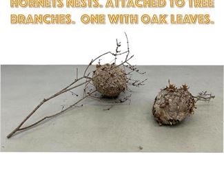 Lot 1378 2pc Real Natural Paper Hornets Nests. Attached to tree branches. One with oak leaves. 