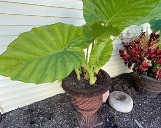 Two urns that match! 