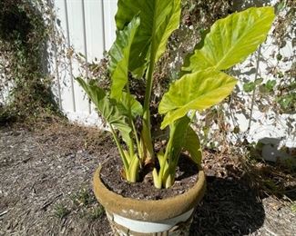 Elephant Ears baby!!! 