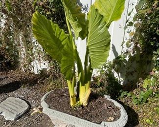 Attention PLANT MOMS