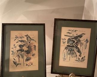 Vintage Framed Bird Prints...