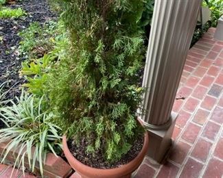 Pair of potted bushes.