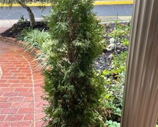 Pair of potted bushes.