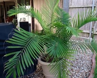 Beautiful palm plant and pot