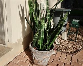 Snake plant in planter pot