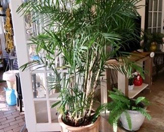Nice cat palm in planter
