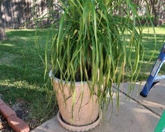 Large ponytail plant with pot
