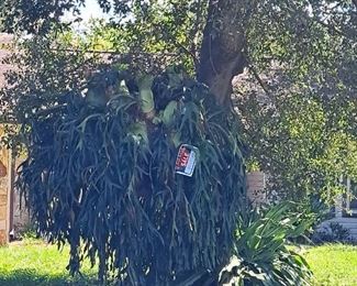 Huge staghorn you'll need a crane to move it$2,000
Located out front 