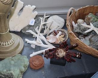 Collection of shells all over the house