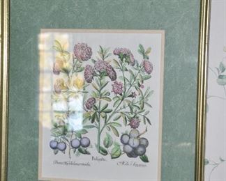 "Balaustia", Framed and Matted Botanical Print, 17"x20"