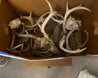 Authentic Deer antlers