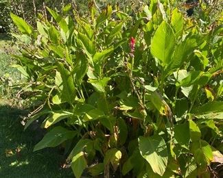 Canna plants for sale, you dig